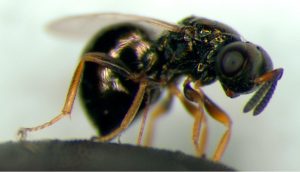 Fig. 1) Nasonia vitripennis female.M.E.Clark, 2006, https://en.wikipedia.org/wiki/en:public_domain