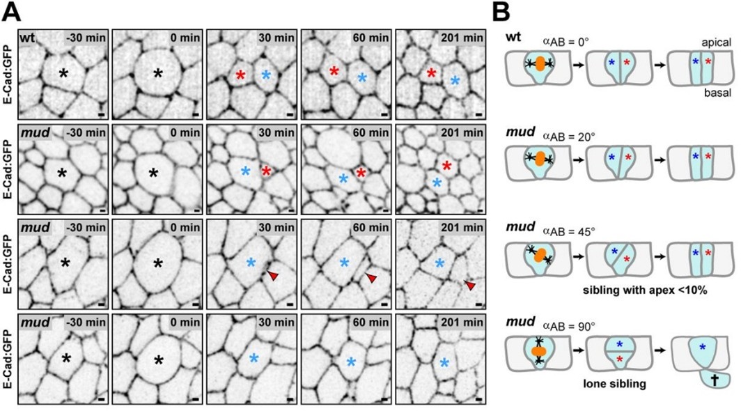Misoriented Tissue mechanics and systemic signaling safeguard epithelial tissue ...
