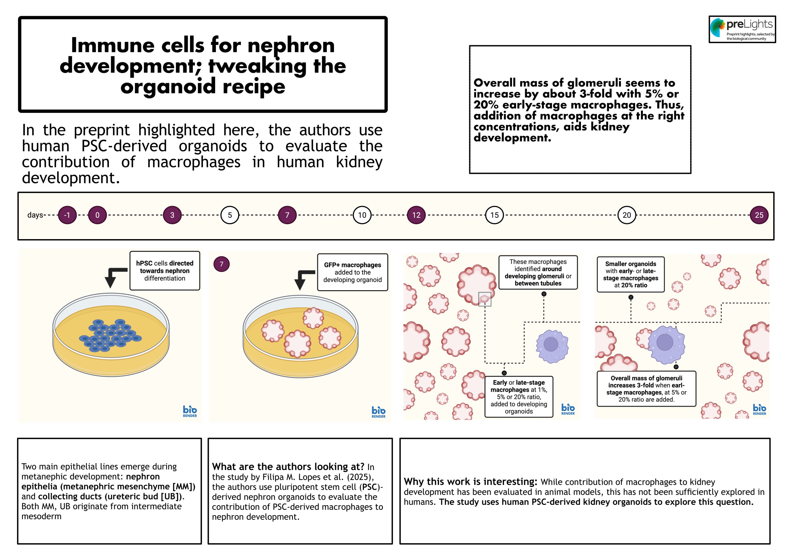 Human pluripotent stem cell-derived macrophages modify development of ...