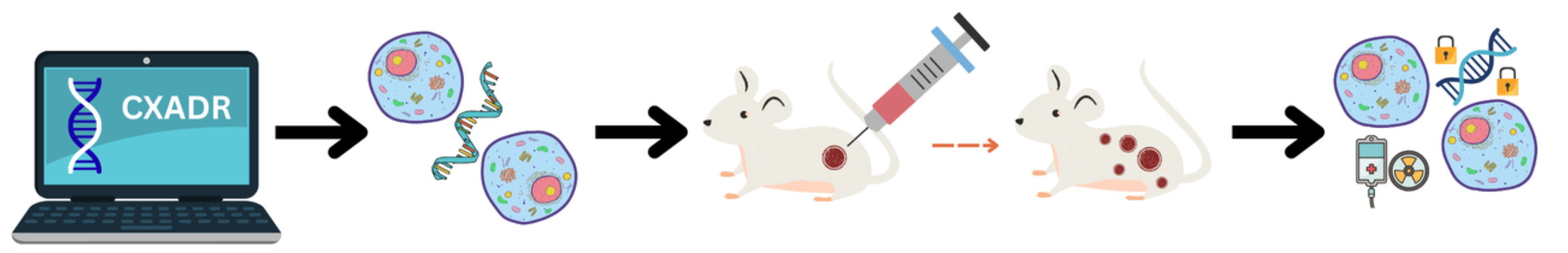 Targeting CXADR-mediated AKT signaling suppresses tumorigenesis and ...