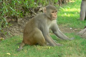 Fig.1) Rhesus macaque, Red Fort, Agra, India. Photo credit: By Yann (own work) [CC BY-SA 4.0-3.0-2.5-2.0-1.0], via Wikimedia Commons.