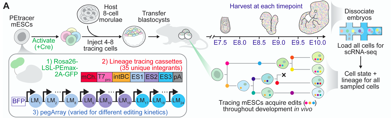 The figure 1 describes how PE TRACER technology works.
