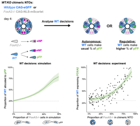 Figure 2: assessing population-level sensing of cell fate with chimeric organoids.