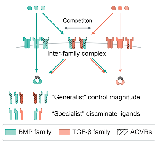 Figure 2: Proposed model of receptor interactions.