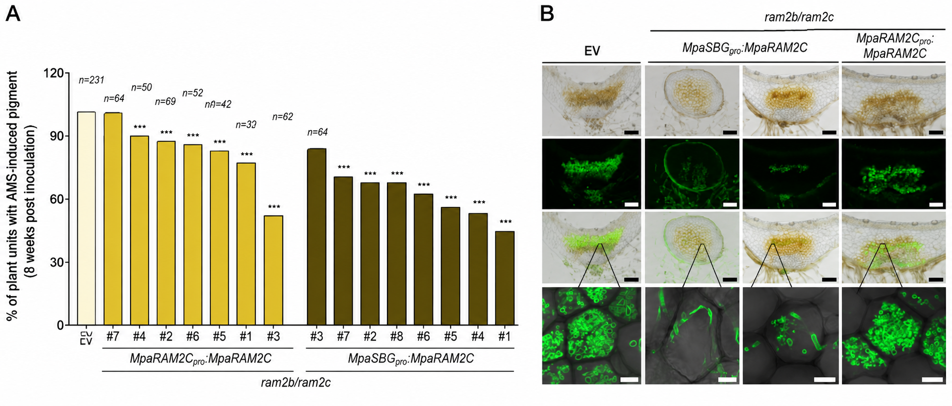 Quantification and microscopy showing AM symbiosis in Marchantia paleacea ram2b/ram2c mutants complemented with native or epidermis-specific MpaRAM2C expression.