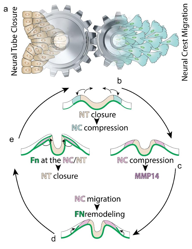 Schematic model showing how neural crest migration and neural tube closure are coupled during head development. The first panel represents neural tube closure and neural crest migration as two connected processes. The following panels show the proposed feedback loop: bending of the neural plate compresses neighbouring neural crest cells; this compression promotes MMP14-dependent fibronectin remodelling; migrating neural crest cells then reposition fibronectin at the interface between the neural crest and neural plate; this fibronectin-rich boundary helps maintain tissue separation and supports continued neural tube closure. The figure illustrates that neural tube closure and neural crest migration are not independent events, but mutually reinforce each other through mechanical forces and extracellular matrix remodelling